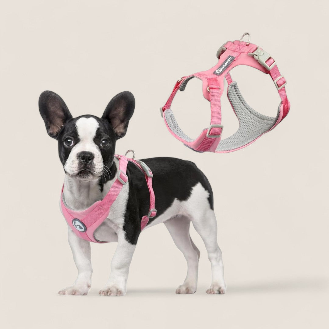 🔥 Black Friday 50% Discount 🔥Macaron Lightweight Adjustable Dog Harness