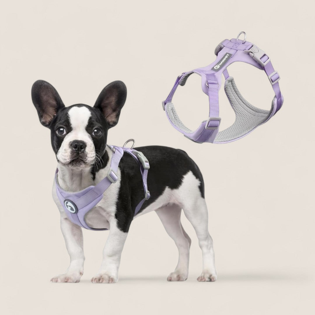 🔥 Black Friday 50% Discount 🔥Macaron Lightweight Adjustable Dog Harness